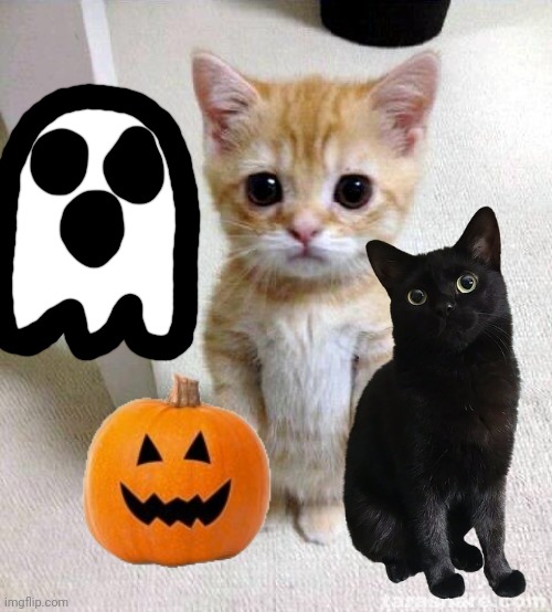 Halloween cat | image tagged in memes,cute cat | made w/ Imgflip meme maker