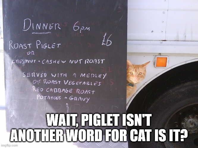 piglet | WAIT, PIGLET ISN'T ANOTHER WORD FOR CAT IS IT? | image tagged in shocked cat | made w/ Imgflip meme maker
