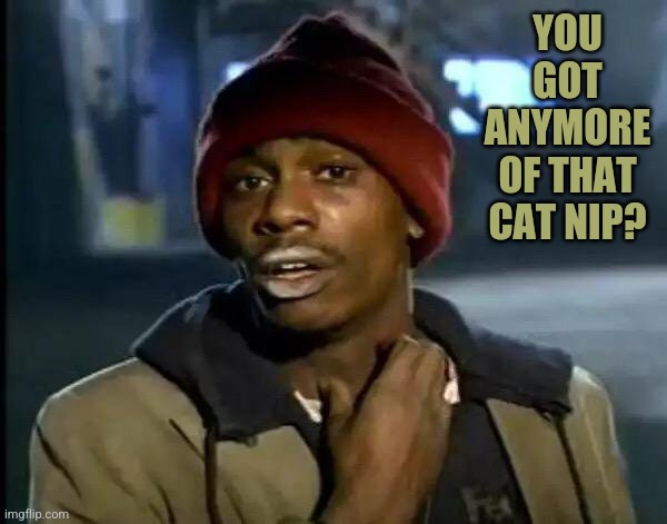 Y'all Got Any More Of That Meme | YOU GOT ANYMORE OF THAT CAT NIP? | image tagged in memes,y'all got any more of that | made w/ Imgflip meme maker
