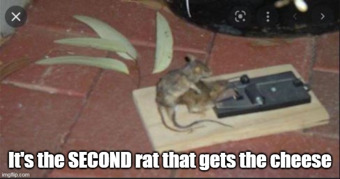 It's the SECOND rat that gets the cheese | made w/ Imgflip meme maker