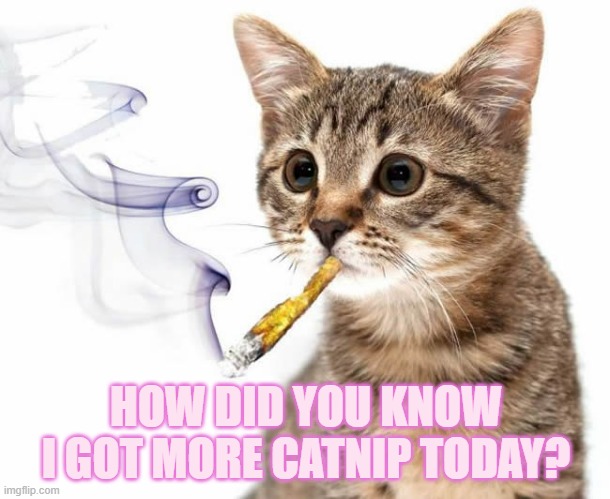 HOW DID YOU KNOW I GOT MORE CATNIP TODAY? | made w/ Imgflip meme maker