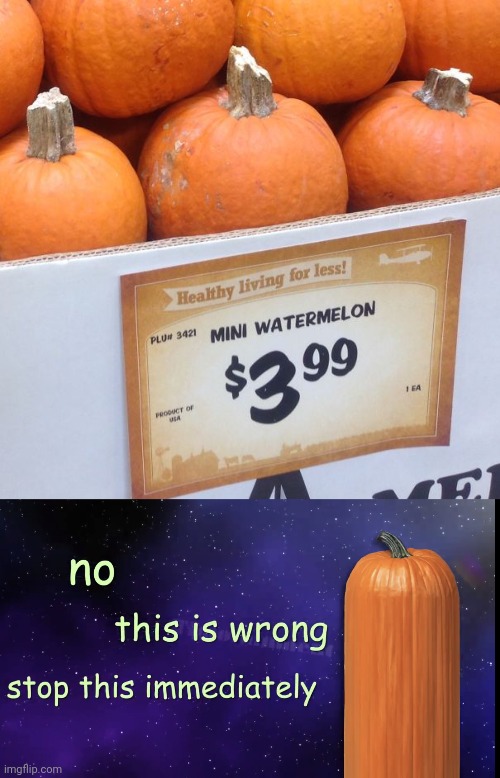 Pumpkins | image tagged in pumpkin facts,pumpkin,pumpkins,you had one job,memes,meme | made w/ Imgflip meme maker