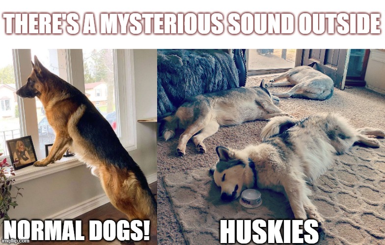 husky guard dogs | THERE'S A MYSTERIOUS SOUND OUTSIDE; NORMAL DOGS! HUSKIES | image tagged in huskies,husky,dog,alert,huskylife,sleeping | made w/ Imgflip meme maker