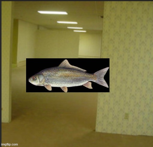 B A C K R O O M S  F I S H | image tagged in backrooms,fish,cursed image | made w/ Imgflip meme maker