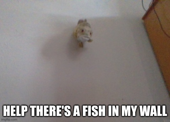 HELP THERE'S A FISH IN MY WALL | image tagged in fish,wall,help,help me,please help me,fishing | made w/ Imgflip meme maker