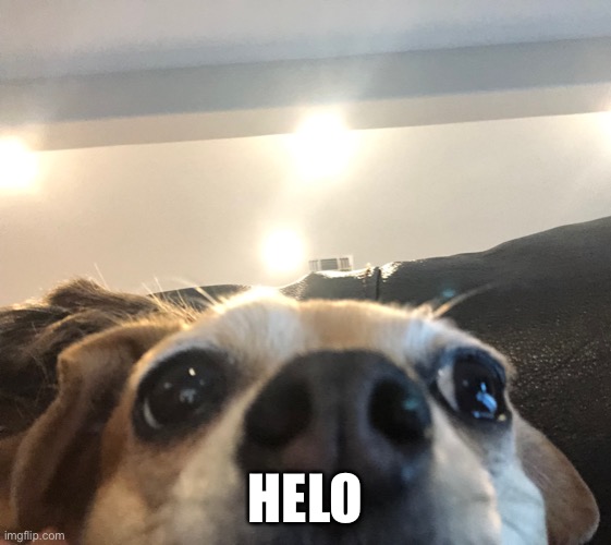 dog staring at camera | HELO | image tagged in dog staring at camera | made w/ Imgflip meme maker