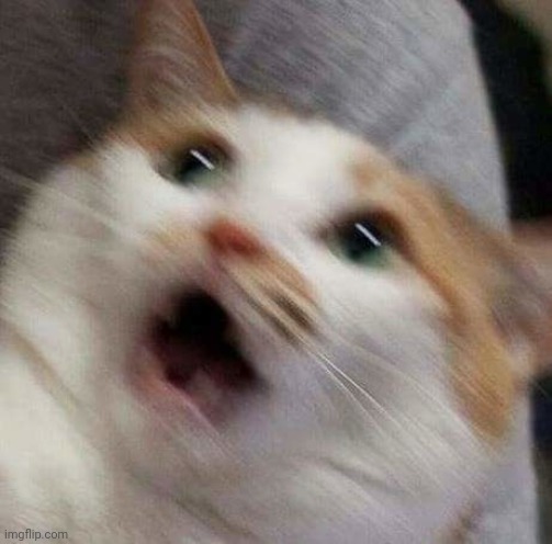Very Distressed Cat | image tagged in very distressed cat | made w/ Imgflip meme maker