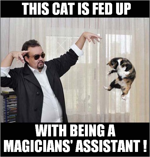 Levitation Woes ! | THIS CAT IS FED UP; WITH BEING A MAGICIANS' ASSISTANT ! | image tagged in cats,magician,levitation | made w/ Imgflip meme maker