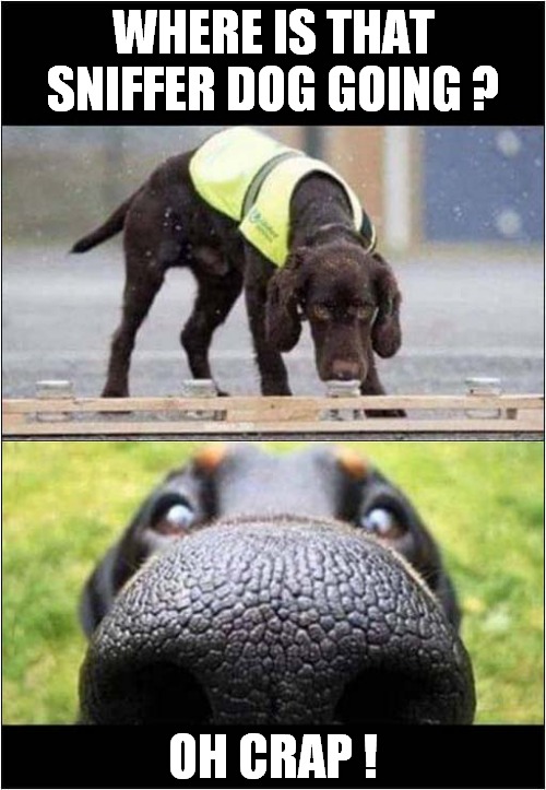 A Bad Day At The Drug Dog Training School ! | WHERE IS THAT SNIFFER DOG GOING ? OH CRAP ! | image tagged in dogs,sniff,drugs | made w/ Imgflip meme maker