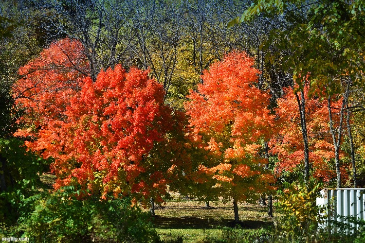 down the street from my house | image tagged in fall | made w/ Imgflip meme maker