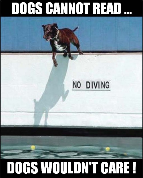 Pointless 'No Diving' Sign ! | DOGS CANNOT READ ... DOGS WOULDN'T CARE ! | image tagged in dogs,diving,sign | made w/ Imgflip meme maker