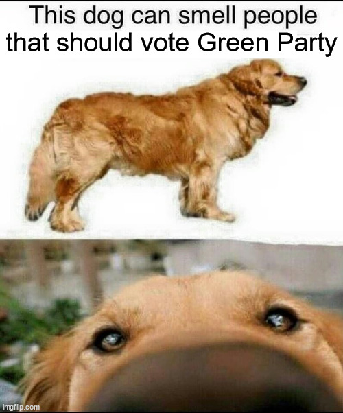 This dog can smell x | that should vote Green Party | image tagged in this dog can smell x,green party,upvote,politics,golden retriever | made w/ Imgflip meme maker