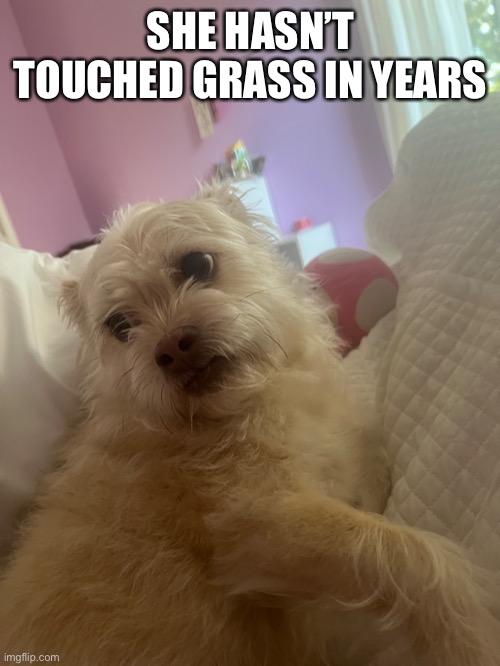 She’s a furry | SHE HASN’T TOUCHED GRASS IN YEARS | made w/ Imgflip meme maker
