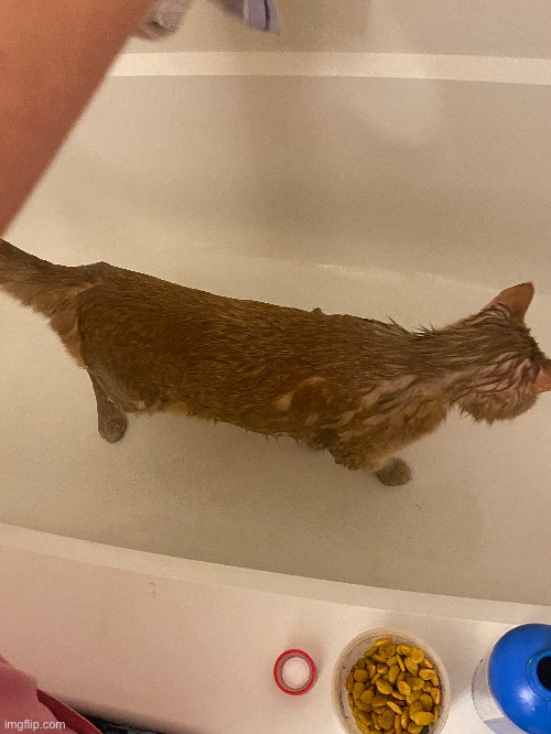 Gave Raja a flea med bath | image tagged in bath cat | made w/ Imgflip meme maker