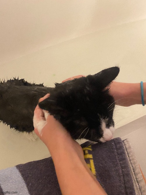 Figaro also got a flea med bath! | image tagged in cat bath | made w/ Imgflip meme maker