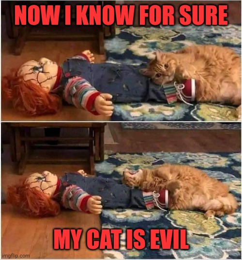 CHUCKY'S CAT | NOW I KNOW FOR SURE; MY CAT IS EVIL | image tagged in chucky,cats,funny cats,spooktober | made w/ Imgflip meme maker