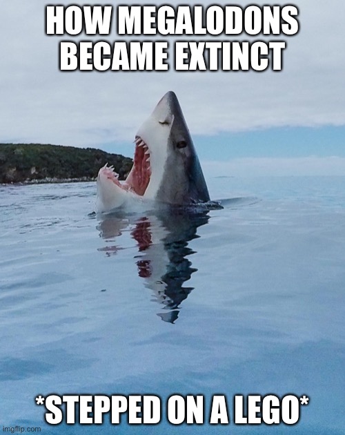 Rare image of a shark stepping on a Lego | HOW MEGALODONS BECAME EXTINCT; *STEPPED ON A LEGO* | image tagged in rare image of a shark stepping on a lego | made w/ Imgflip meme maker