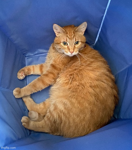 My chubby baby in my clothes hamper | image tagged in meow | made w/ Imgflip meme maker