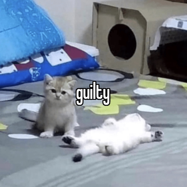 guilty cat Blank Meme Template