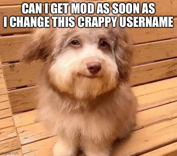 This dog is fricked up bruh | CAN I GET MOD AS SOON AS I CHANGE THIS CRAPPY USERNAME | image tagged in this dog is fricked up bruh | made w/ Imgflip meme maker