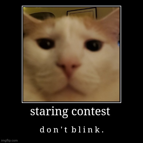 don't blink. (I lost) | image tagged in demotivationals,cat | made w/ Imgflip demotivational maker