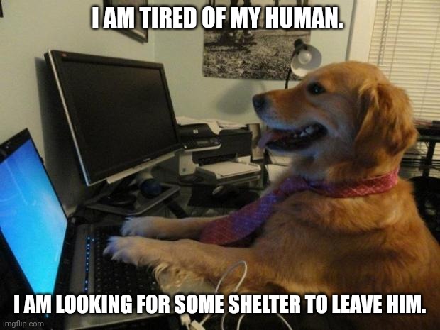Dog behind a computer | I AM TIRED OF MY HUMAN. I AM LOOKING FOR SOME SHELTER TO LEAVE HIM. | image tagged in dog behind a computer | made w/ Imgflip meme maker