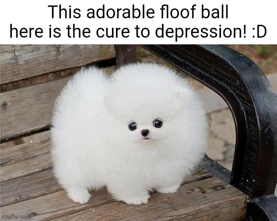 fun fact: sad backwards is das, and das no good! |  This adorable floof ball here is the cure to depression! :D | image tagged in fluffy dogs,cute dog,cute,wholesome | made w/ Imgflip meme maker