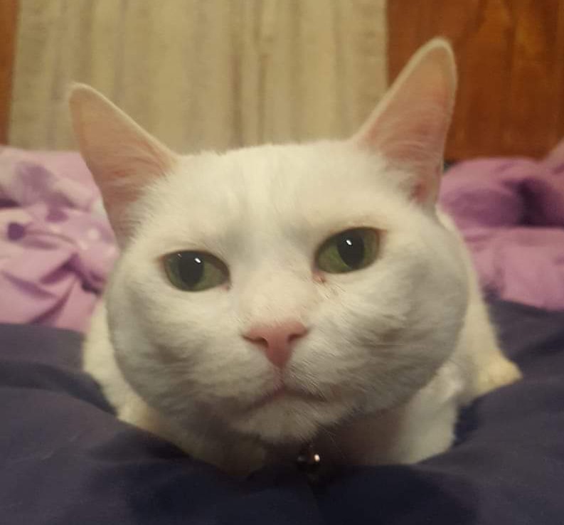 High Quality Judgmental Deaf Cat Snowball Blank Meme Template