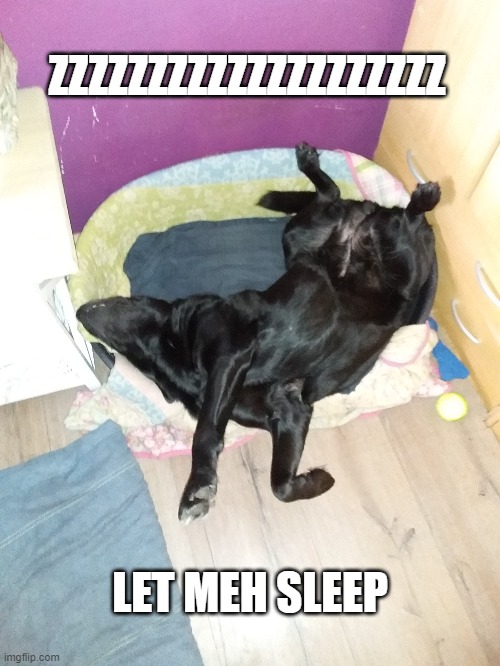 Onder Zeil | ZZZZZZZZZZZZZZZZZZZZ; LET MEH SLEEP | image tagged in funny dogs | made w/ Imgflip meme maker