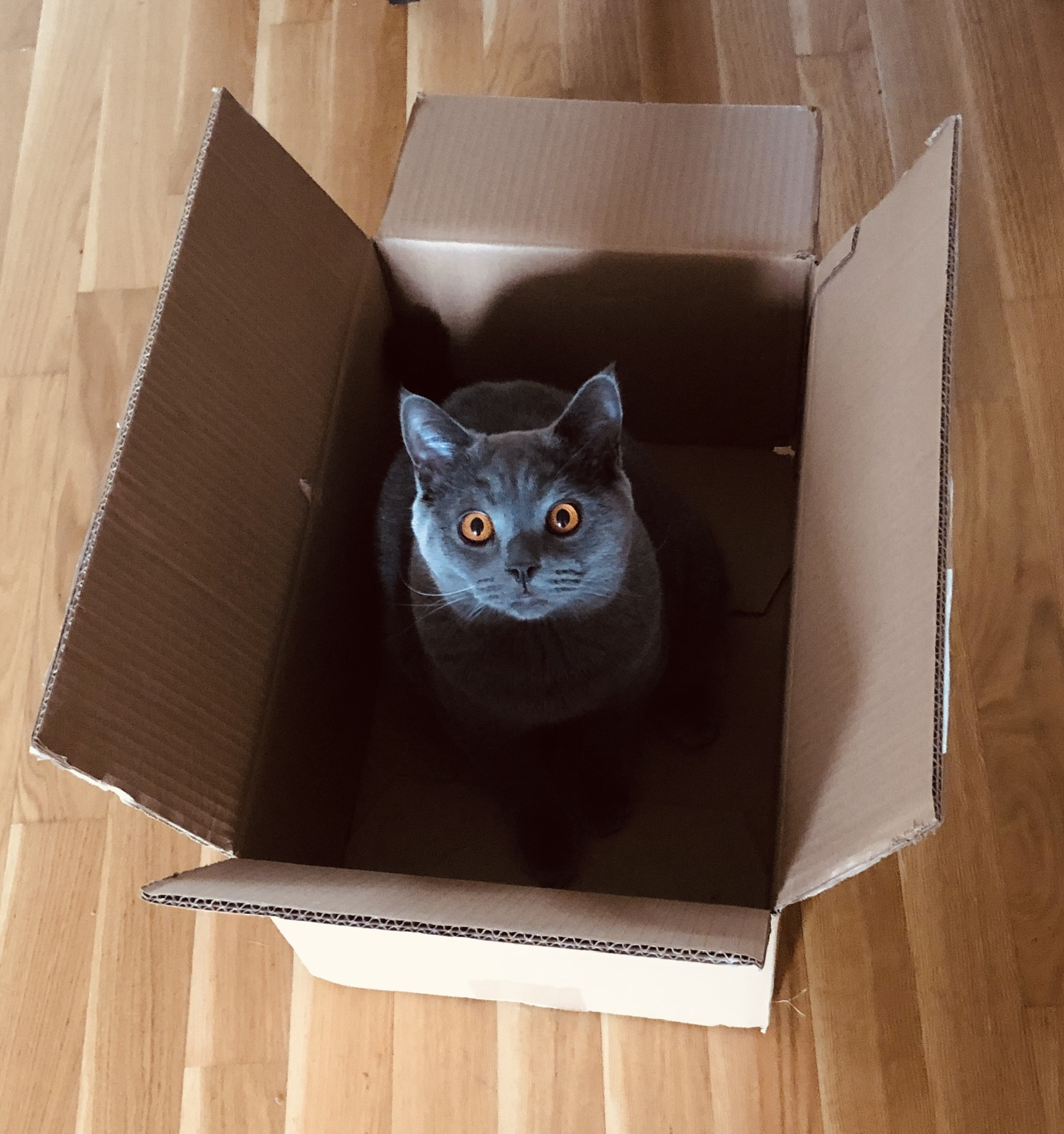 Cat in the box Blank Meme Template