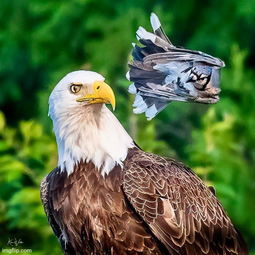 Blue Jay attacking Eagle | image tagged in birds,eagles,blue jays,angry birds,perfectly timed photo | made w/ Imgflip meme maker
