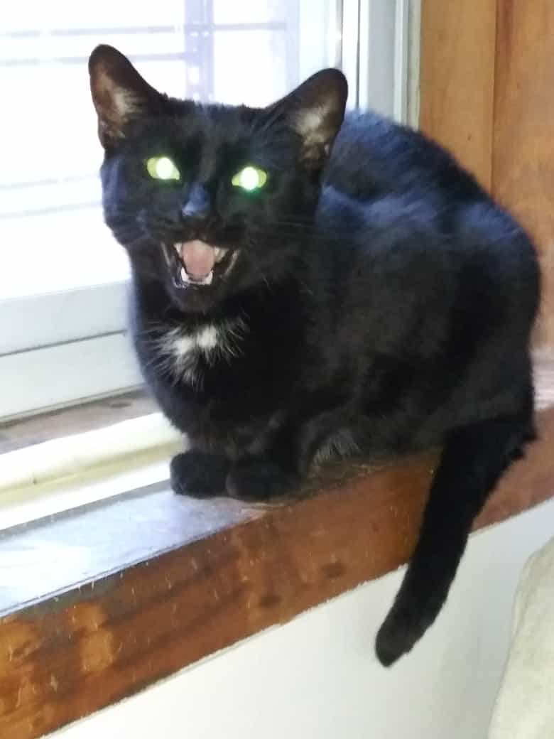 Demon cat Blank Meme Template