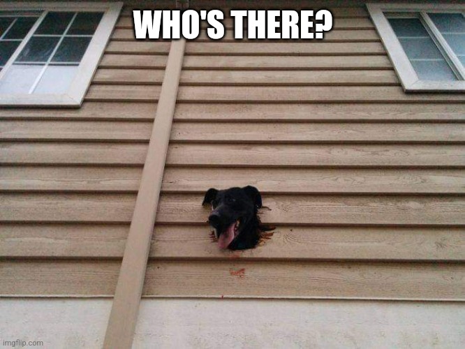 Lookout Doggo |  WHO'S THERE? | image tagged in funny dogs,house,dog,hole,lookout | made w/ Imgflip meme maker
