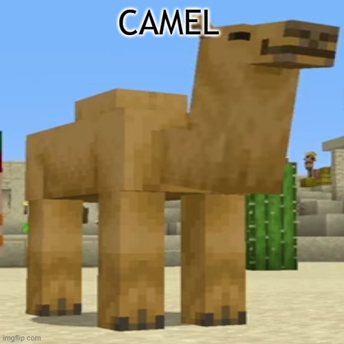 Opinion on camels? - Imgflip