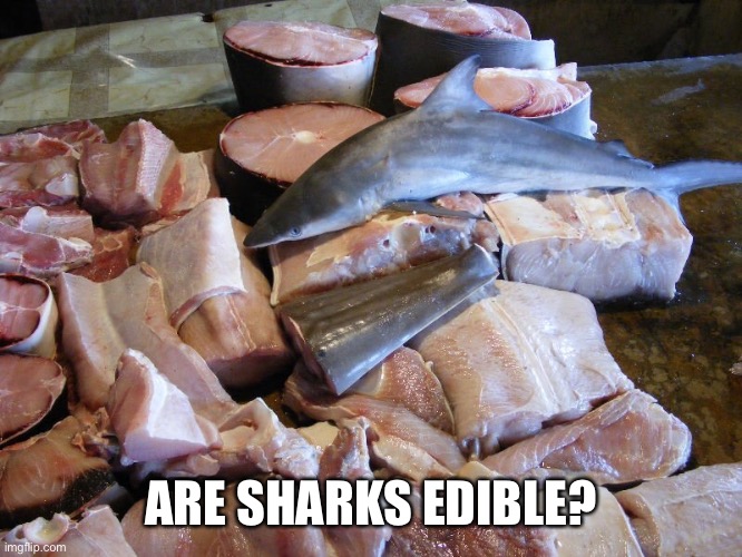 Heh heh | ARE SHARKS EDIBLE? | made w/ Imgflip meme maker