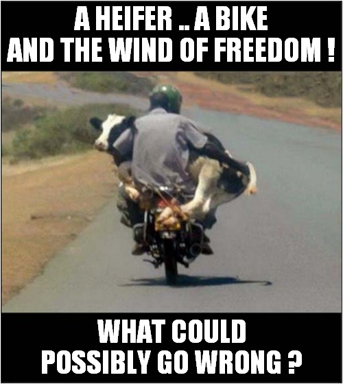 I Would Definitely Follow This Bike ! | A HEIFER .. A BIKE AND THE WIND OF FREEDOM ! WHAT COULD POSSIBLY GO WRONG ? | image tagged in motorcycle,cow,follow,crash | made w/ Imgflip meme maker