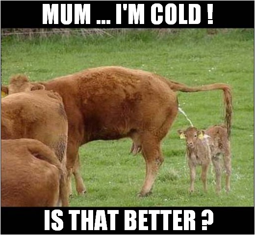 That Calf Was Asking for It ! | MUM ... I'M COLD ! IS THAT BETTER ? | image tagged in cows,calf,cold,peeing,warm | made w/ Imgflip meme maker