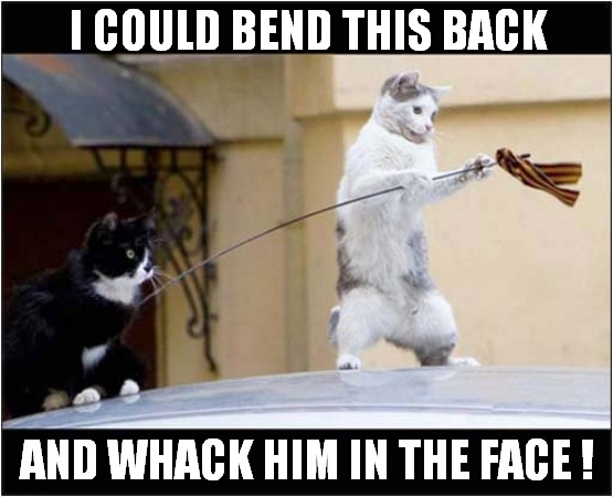 The Temptation Is Too Much ! | I COULD BEND THIS BACK; AND WHACK HIM IN THE FACE ! | image tagged in cats,ariel,temptation | made w/ Imgflip meme maker