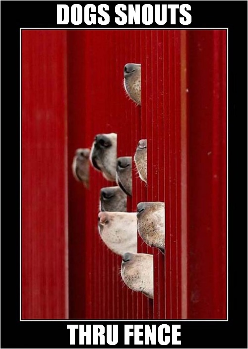 Interesting Picture ! | DOGS SNOUTS; THRU FENCE | image tagged in dogs,snouts,fence | made w/ Imgflip meme maker