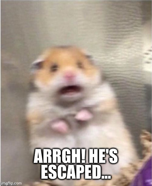 Scared Hamster | ARRGH! HE'S ESCAPED... | image tagged in scared hamster | made w/ Imgflip meme maker