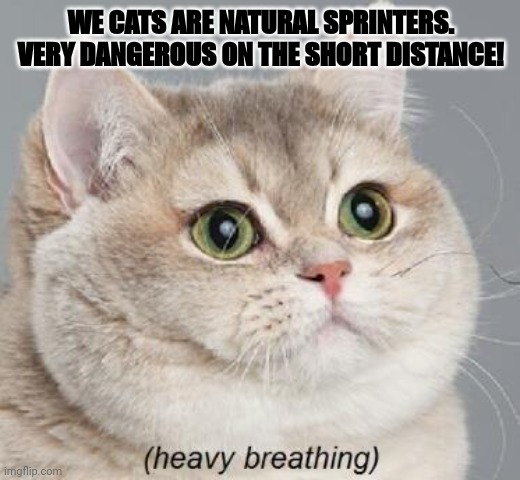 Gimli the Cat | WE CATS ARE NATURAL SPRINTERS.
VERY DANGEROUS ON THE SHORT DISTANCE! | image tagged in gimli,heavy breathing cat | made w/ Imgflip meme maker