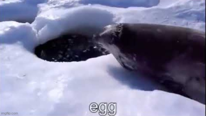 Seal egg | image tagged in seal egg | made w/ Imgflip meme maker