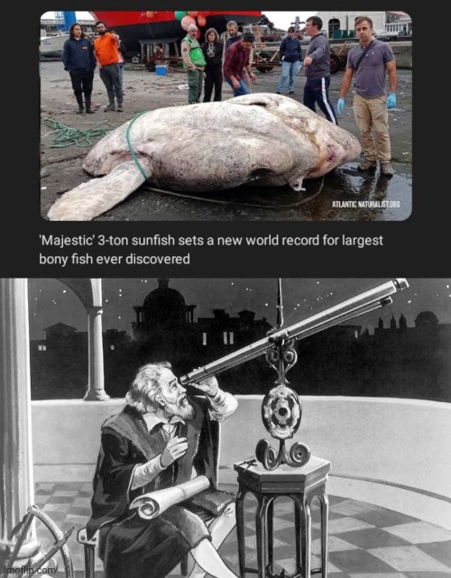 Largest bony fish | image tagged in what a discovery,fish,sunfish,science,memes,news | made w/ Imgflip meme maker