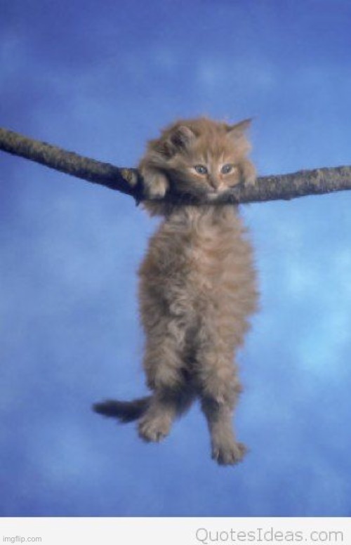 Hang in there | image tagged in hang in there | made w/ Imgflip meme maker