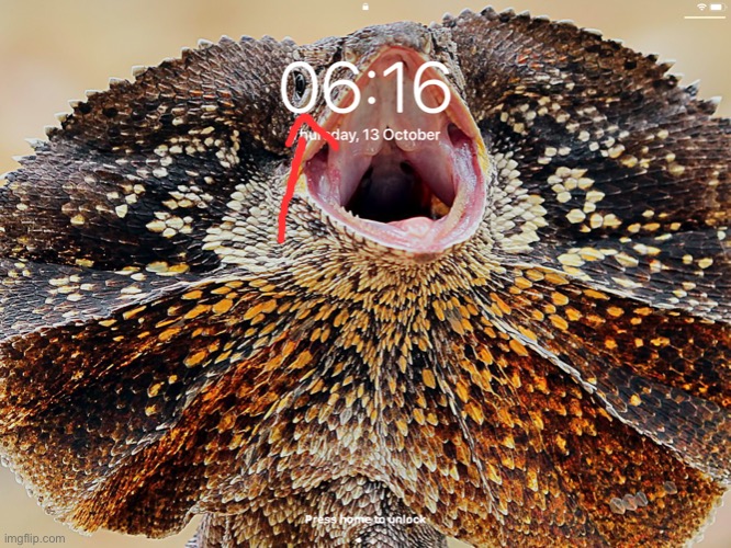 my lock screen is perfect on 24hr time (btw we get a lot of frill neck lizards in australia) | image tagged in lizard | made w/ Imgflip meme maker