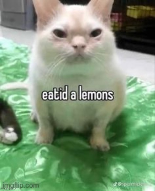 Weird ass lookin pitbull | made w/ Imgflip meme maker