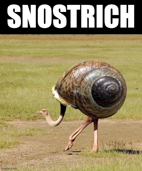 SNOSTRICH | SNOSTRICH | image tagged in snostrich,memes,funny,animals,snail,ostrich | made w/ Imgflip meme maker