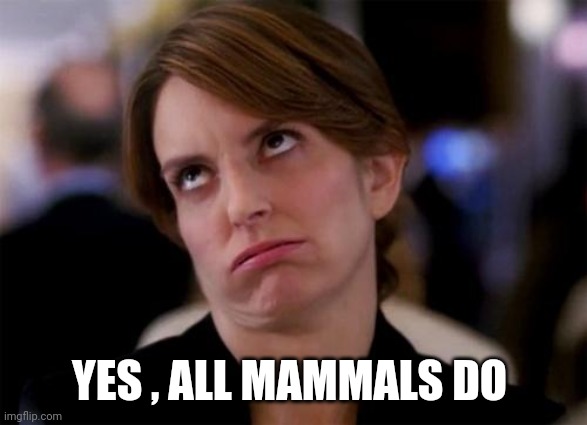 eye roll | YES , ALL MAMMALS DO | image tagged in eye roll | made w/ Imgflip meme maker