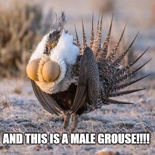 bird bewbs | AND THIS IS A MALE GROUSE!!!! | image tagged in grouse,bird,tits,bewbs | made w/ Imgflip meme maker