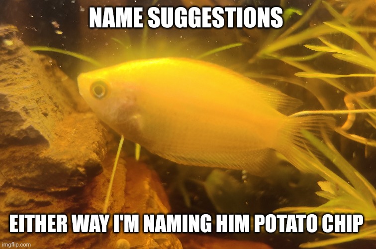 NAME SUGGESTIONS; EITHER WAY I'M NAMING HIM POTATO CHIP | made w/ Imgflip meme maker